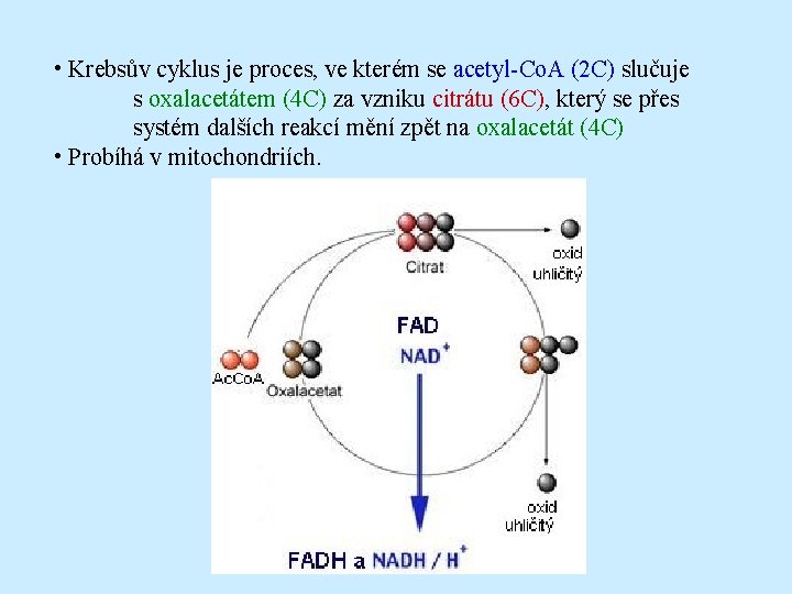  • Krebsův cyklus je proces, ve kterém se acetyl-Co. A (2 C) slučuje