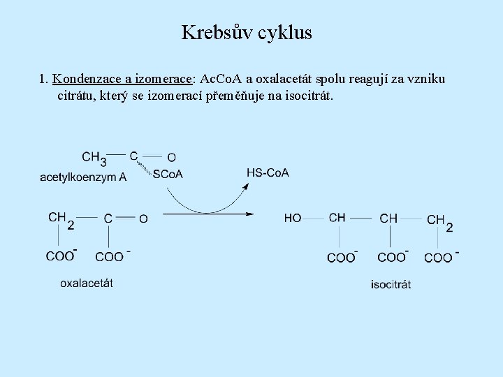 Krebsův cyklus 1. Kondenzace a izomerace: Ac. Co. A a oxalacetát spolu reagují za