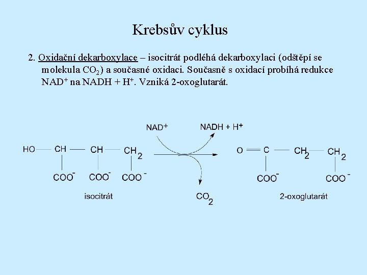 Krebsův cyklus 2. Oxidační dekarboxylace – isocitrát podléhá dekarboxylaci (odštěpí se molekula CO 2)