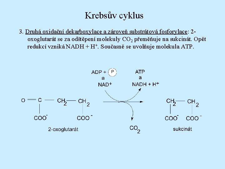 Krebsův cyklus 3. Druhá oxidační dekarboxylace a zároveň substrátová fosforylace: 2 oxoglutarát se za