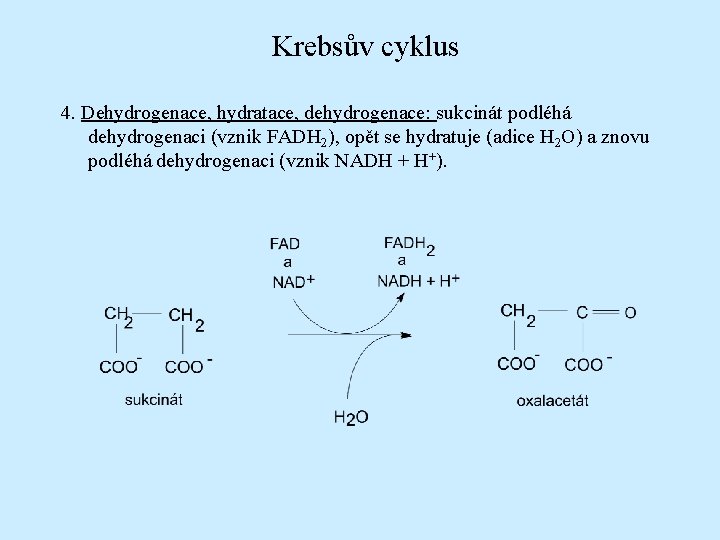 Krebsův cyklus 4. Dehydrogenace, hydratace, dehydrogenace: sukcinát podléhá dehydrogenaci (vznik FADH 2), opět se