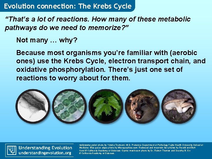 Evolution connection: The Krebs Cycle “That’s a lot of reactions. How many of these