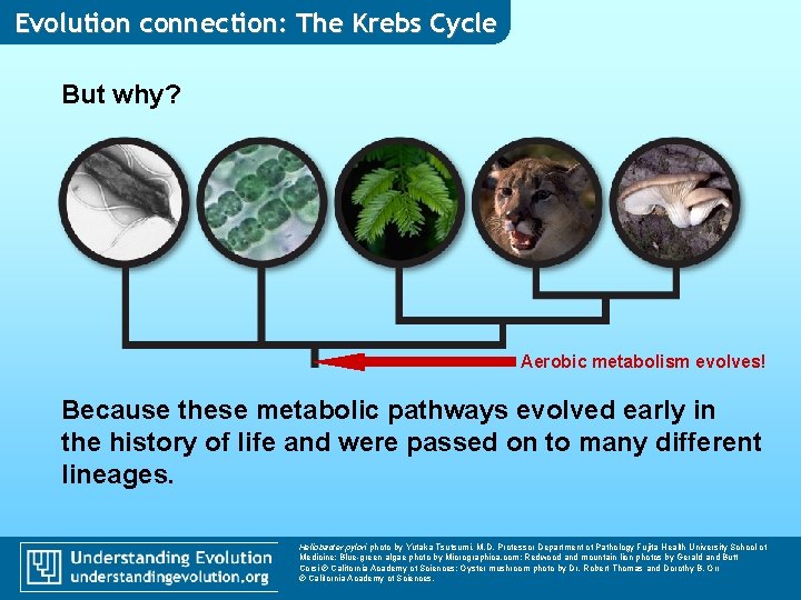 Evolution connection: The Krebs Cycle But why? Aerobic metabolism evolves! Because these metabolic pathways