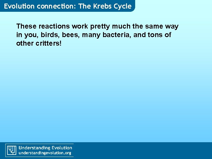 Evolution connection: The Krebs Cycle These reactions work pretty much the same way in