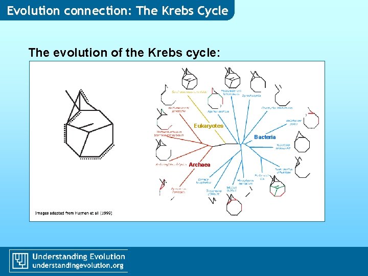Evolution connection: The Krebs Cycle The evolution of the Krebs cycle: Eukaryotes Bacteria Archaea
