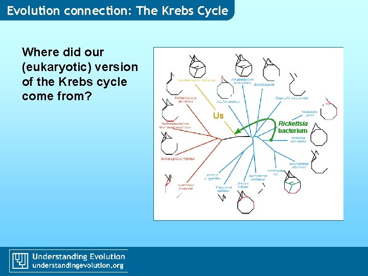 Evolution connection: The Krebs Cycle Where did our (eukaryotic) version of the Krebs cycle