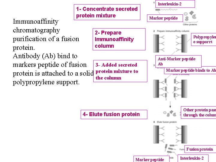 1 - Concentrate secreted protein mixture Immunoaffinity chromatography 2 - Prepare purification of a