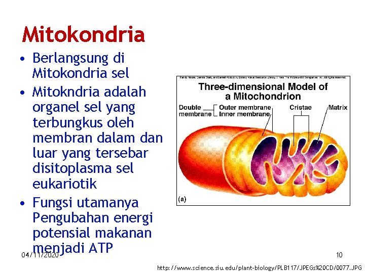 Mitokondria • Berlangsung di Mitokondria sel • Mitokndria adalah organel sel yang terbungkus oleh