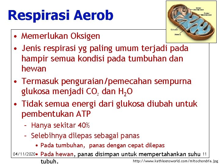 Respirasi Aerob • Memerlukan Oksigen • Jenis respirasi yg paling umum terjadi pada hampir