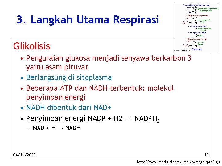 3. Langkah Utama Respirasi Glikolisis • Penguraian glukosa menjadi senyawa berkarbon 3 yaitu asam