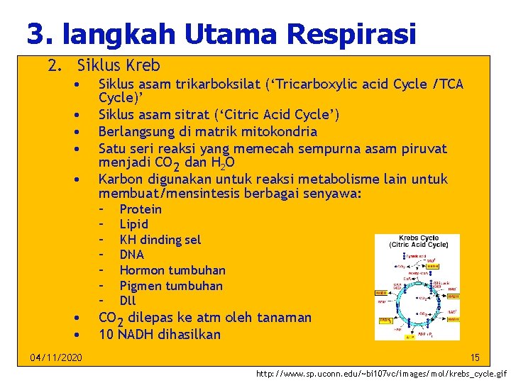 3. langkah Utama Respirasi 2. Siklus Kreb • • • Siklus asam trikarboksilat (‘Tricarboxylic