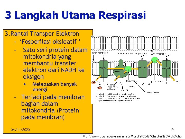 3 Langkah Utama Respirasi 3. Rantai Transpor Elektron – ‘Fosporilasi oksidatif ’ – Satu