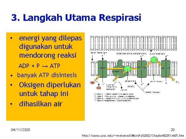3. Langkah Utama Respirasi • energi yang dilepas digunakan untuk mendorong reaksi ADP +