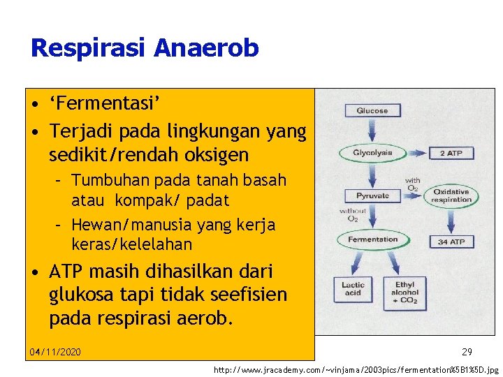 Respirasi Anaerob • ‘Fermentasi’ • Terjadi pada lingkungan yang sedikit/rendah oksigen – Tumbuhan pada