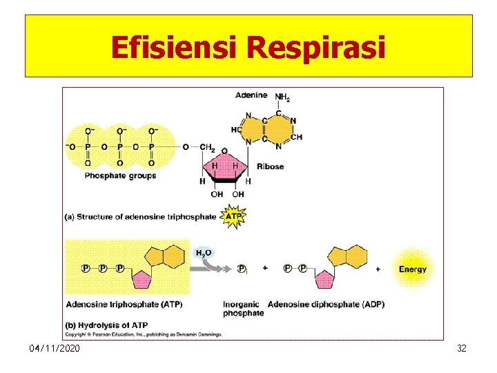 Efisiensi Respirasi 04/11/2020 32 