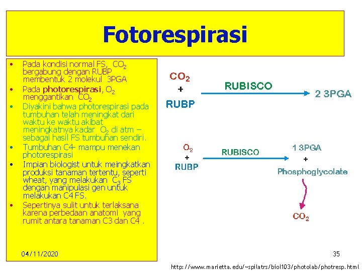 Fotorespirasi • • • Pada kondisi normal FS, CO 2 bergabung dengan RUBP membentuk