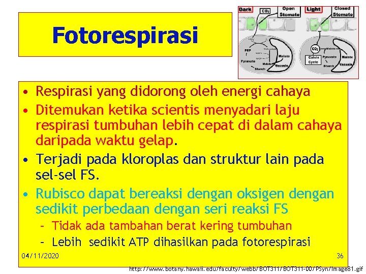 Fotorespirasi • Respirasi yang didorong oleh energi cahaya • Ditemukan ketika scientis menyadari laju