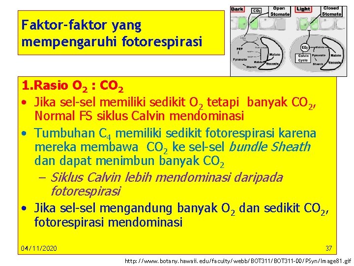 Faktor-faktor yang mempengaruhi fotorespirasi 1. Rasio O 2 : CO 2 • Jika sel-sel