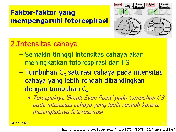 Faktor-faktor yang mempengaruhi fotorespirasi 2. Intensitas cahaya – Semakin tinnggi intensitas cahaya akan meningkatkan