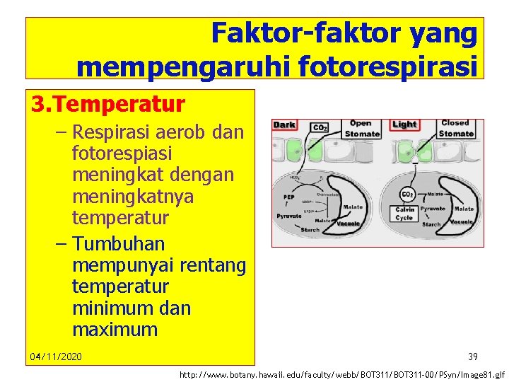 Faktor-faktor yang mempengaruhi fotorespirasi 3. Temperatur – Respirasi aerob dan fotorespiasi meningkat dengan meningkatnya