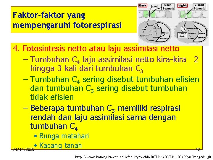 Faktor-faktor yang mempengaruhi fotorespirasi 4. Fotosintesis netto atau laju assimilasi netto – Tumbuhan C