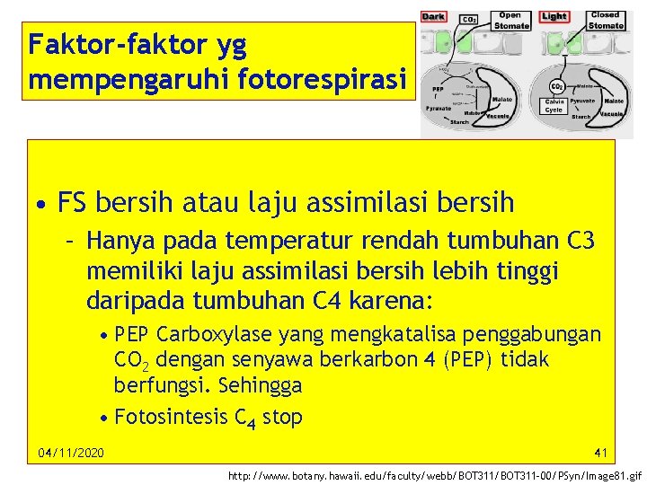 Faktor-faktor yg mempengaruhi fotorespirasi • FS bersih atau laju assimilasi bersih – Hanya pada