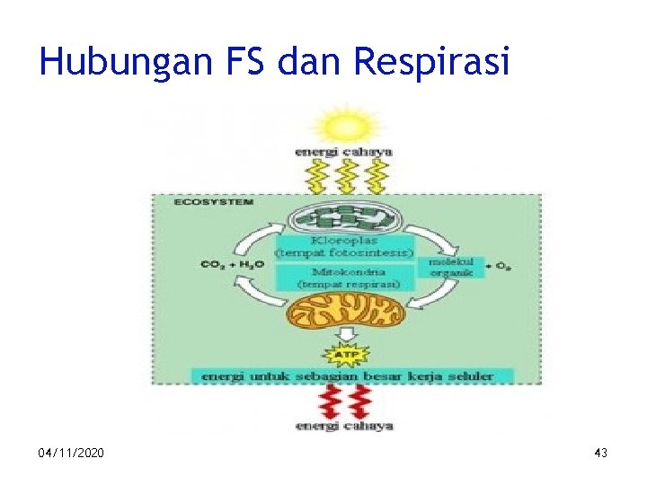 Hubungan FS dan Respirasi 04/11/2020 43 