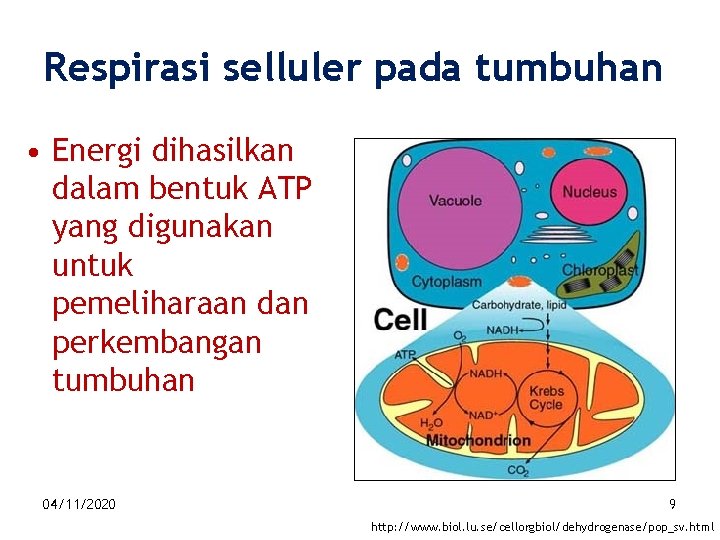 Respirasi selluler pada tumbuhan • Energi dihasilkan dalam bentuk ATP yang digunakan untuk pemeliharaan