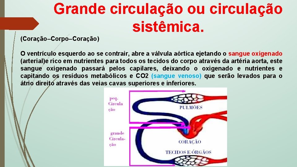 Grande circulação ou circulação sistêmica. (Coração–Corpo–Coração) O ventrículo esquerdo ao se contrair, abre a