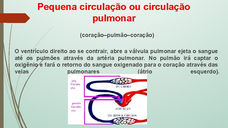 Pequena circulação ou circulação pulmonar (coração–pulmão–coração) O ventrículo direito ao se contrair, abre a