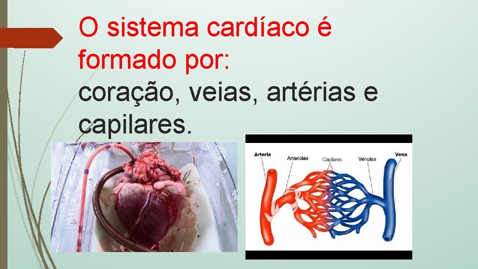 O sistema cardíaco é formado por: coração, veias, artérias e capilares. 