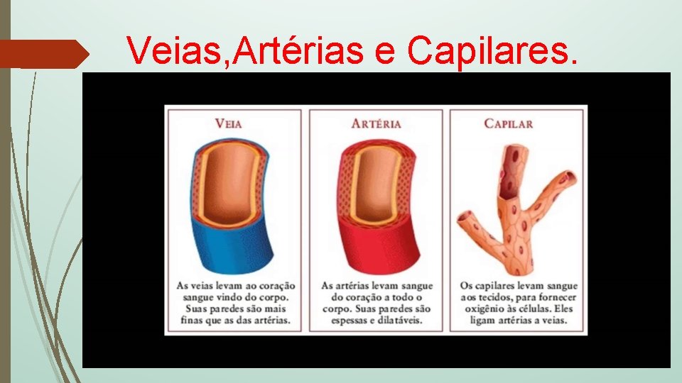 Veias, Artérias e Capilares. 