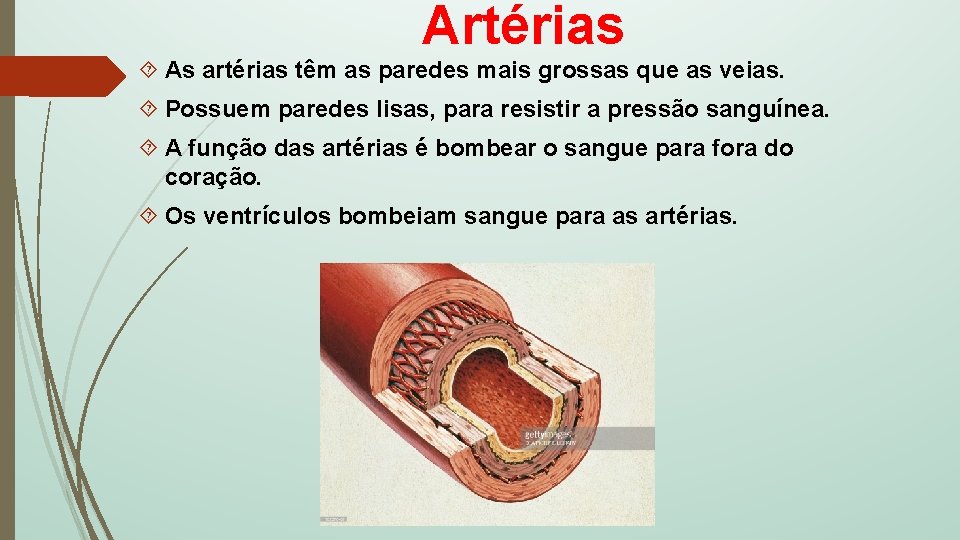Artérias As artérias têm as paredes mais grossas que as veias. Possuem paredes lisas,