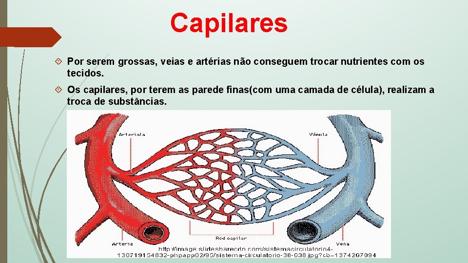 Capilares Por serem grossas, veias e artérias não conseguem trocar nutrientes com os tecidos.