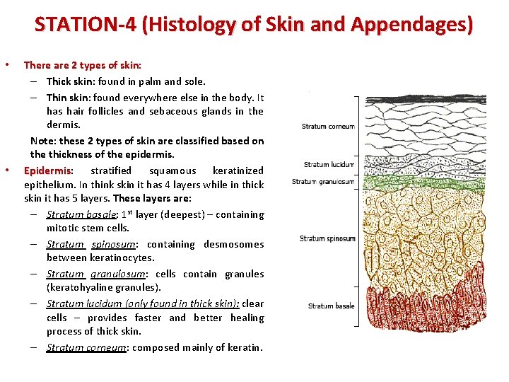 STATION-4 (Histology of Skin and Appendages) • • There are 2 types of skin: