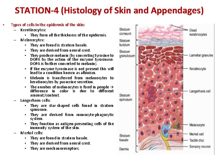STATION-4 (Histology of Skin and Appendages) • Types of cells in the epidermis of