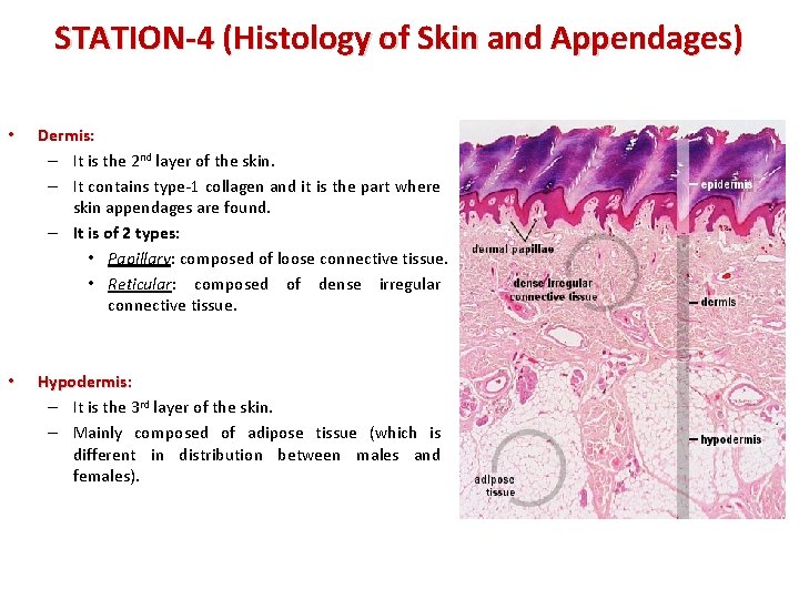 STATION-4 (Histology of Skin and Appendages) • Dermis: – It is the 2 nd