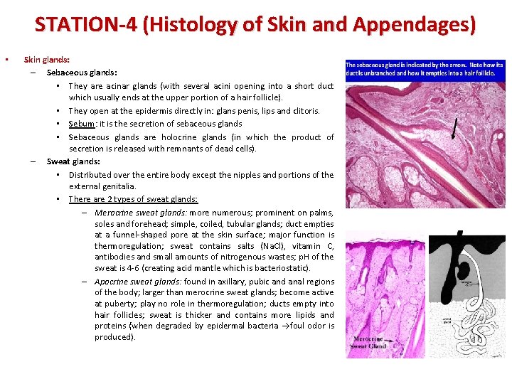 STATION-4 (Histology of Skin and Appendages) • Skin glands: – Sebaceous glands: • They
