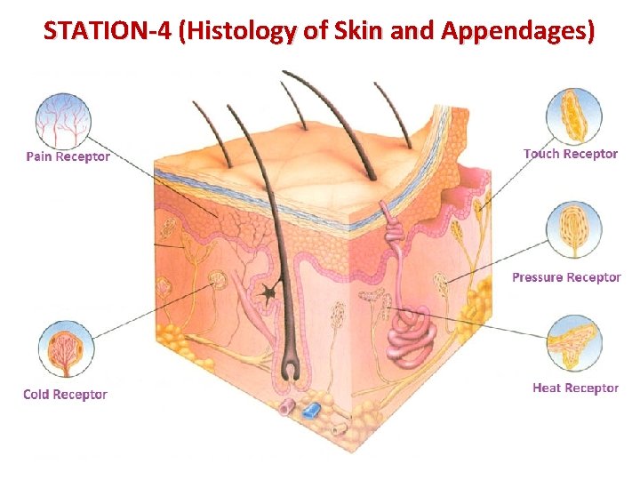 STATION-4 (Histology of Skin and Appendages) 