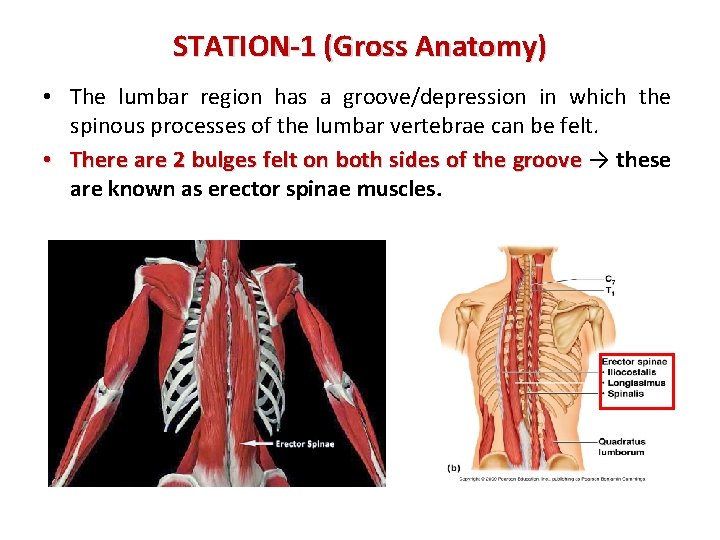 STATION-1 (Gross Anatomy) • The lumbar region has a groove/depression in which the spinous