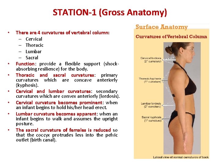 STATION-1 (Gross Anatomy) • • There are 4 curvatures of vertebral column: – Cervical