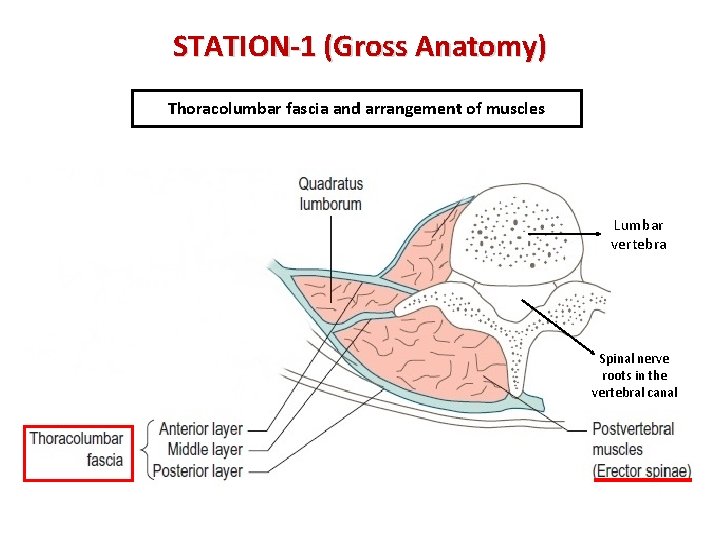 STATION-1 (Gross Anatomy) Thoracolumbar fascia and arrangement of muscles Lumbar vertebra Spinal nerve roots