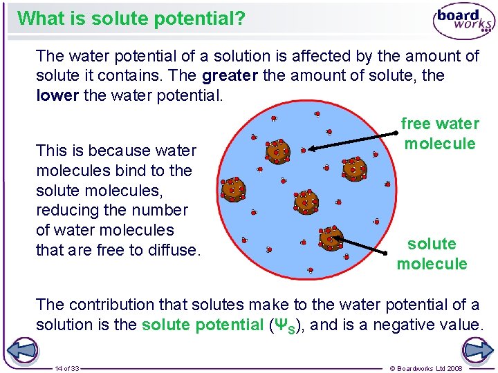 What is solute potential? The water potential of a solution is affected by the