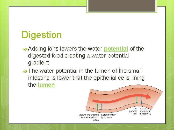 Digestion Adding ions lowers the water potential of the digested food creating a water