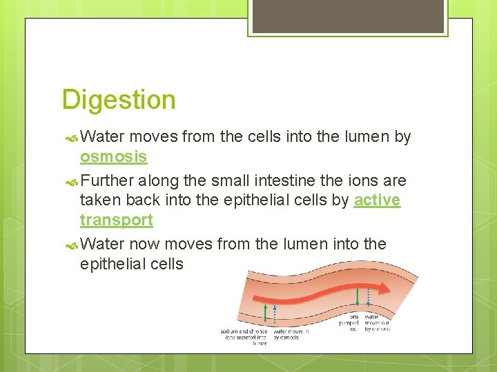 Digestion Water moves from the cells into the lumen by osmosis Further along the