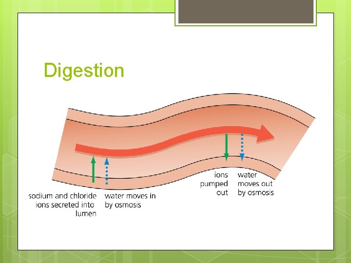 Digestion 