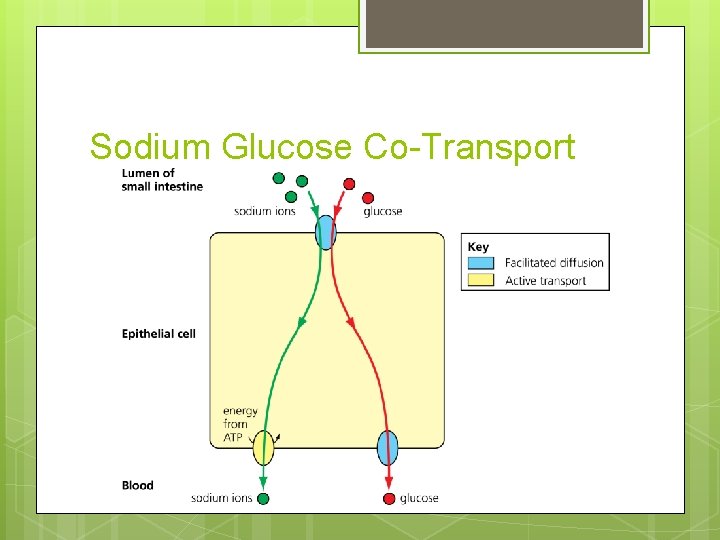 Sodium Glucose Co-Transport 