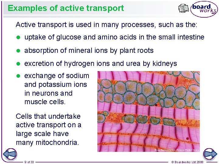 Examples of active transport Active transport is used in many processes, such as the: