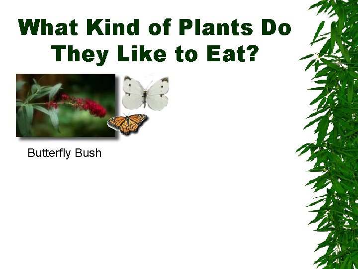 What Kind of Plants Do They Like to Eat? Butterfly Bush 