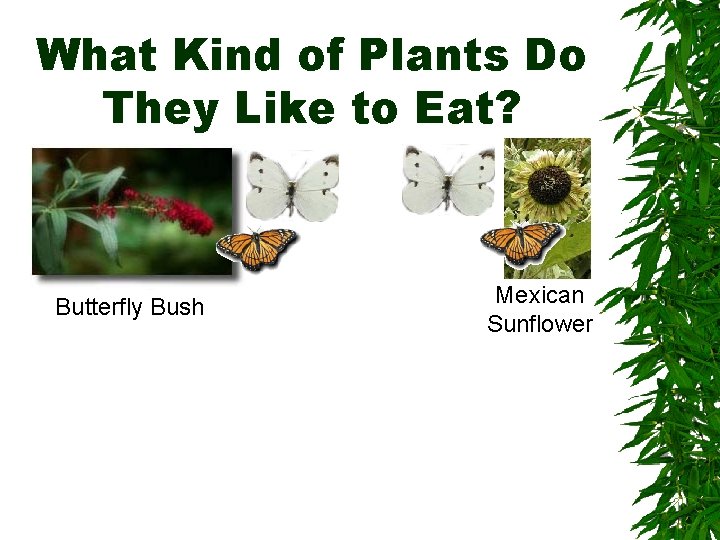 What Kind of Plants Do They Like to Eat? Butterfly Bush Mexican Sunflower 